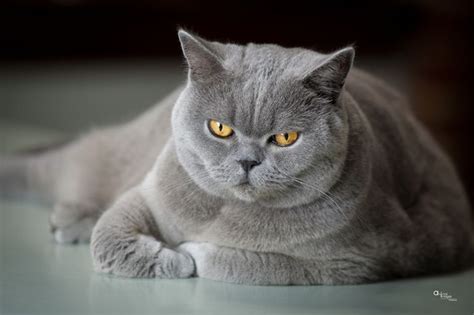 Check spelling or type a new query. Purebred Cats For Sale Near Me | Top Dog Information