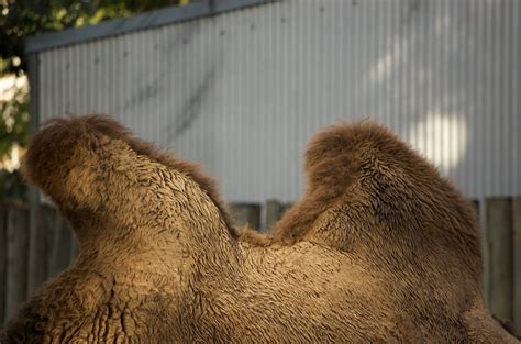 Two Humped Camel Beatrice Murch Flickr