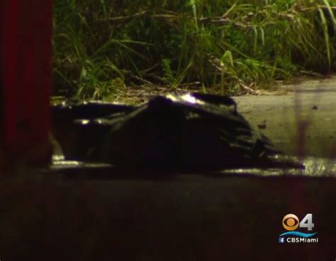 Two Alligators Chilling Eating A Corpse In Florida Video