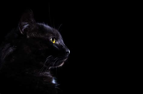 黑猫眼睛发光图片眼睛发光的图片眼睛发光特效图片大山谷图库