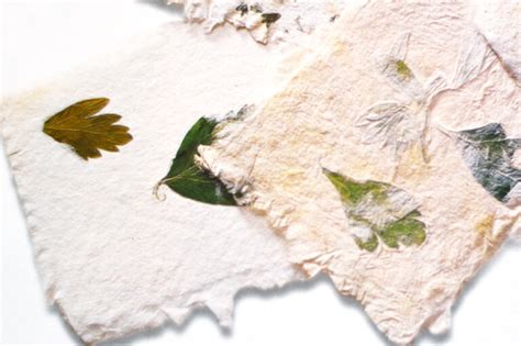 Papermaking And The Journey That Led To Botanical Paperworks Seed Paper