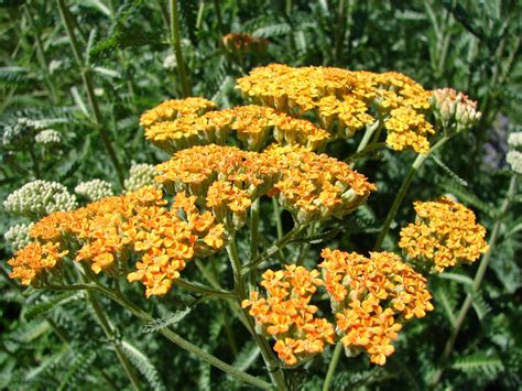 New Utah Gardener The Most Drought Tolerant Waterwise Flowers