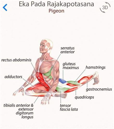 what is anatomy of yoga in 2021 yoga anatomy yoga muscles yoga fitness