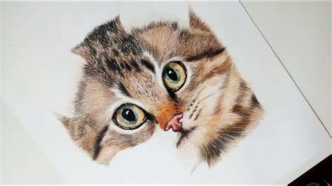 Como Dibujar Y Pintar Un Gato Realista How To Draw And Paint A