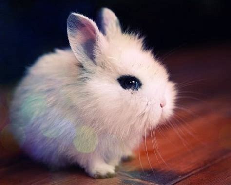 A Really Cute Bunny Animals Pinterest