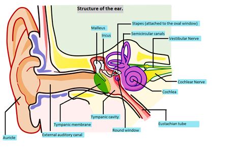 Name The Two Parts With Which The Ear Bone Stapes Is Attached At Its