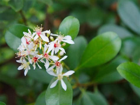 Indian Hawthorn Care How To Grow Indian Hawthorn Plant Gardening Know How