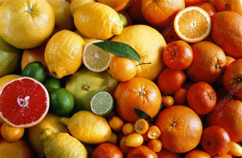 Assortment Of Citrus Fruits Stock Image H1101254 Science Photo