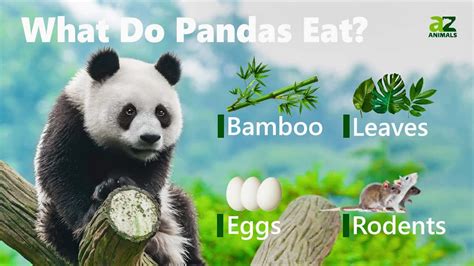 What Do Pandas Eat A Z Animals