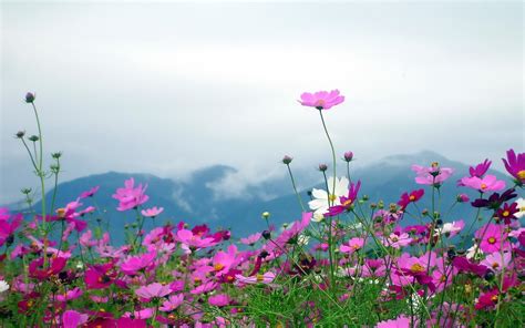 Natureza Paisagens Flores Plantas Campos Montanhas Céu Nuvens Pétalas