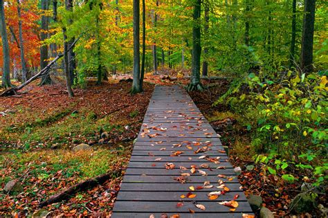 Wood Step Way To Forest Beauty Around Us Autumn Scenery Autumn