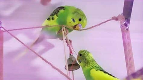 Budgie Sounds And Baby Budgies Playing Alen Axp Budgie Community