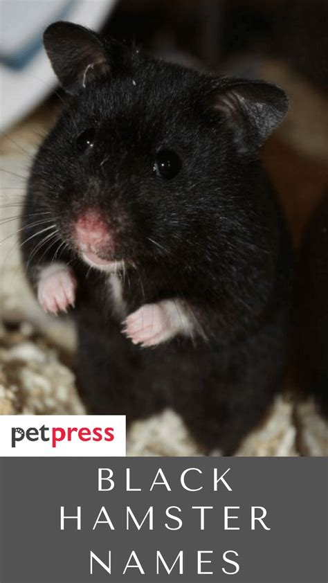 260 Black Hamster Names Popular Name Ideas For Black Hamster