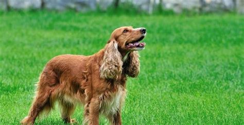 Obi suffered from serious skin issues losing hair, itching, miserable—and picky starting when he was around five years old, obi developed a severe skin allergy. 122Dog Skin Problems With Cocker Spaniels | Sharda Bakers ...