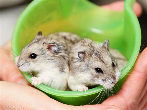 Acc Has Many Wonderful Cute And Easy To Handle Dwarf Hamsters That Are Ready For Homes Come