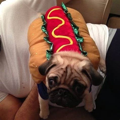 24 Pug Puppies That Should Be Illegal Pug Puppies Pugs In Costume