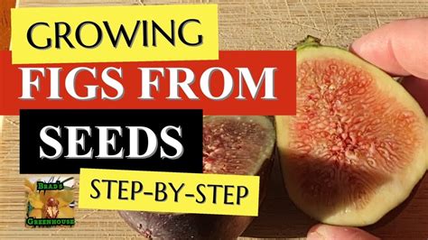 How To Grow Fig From Seeds Part How To Harvest Ficus Carica Fig