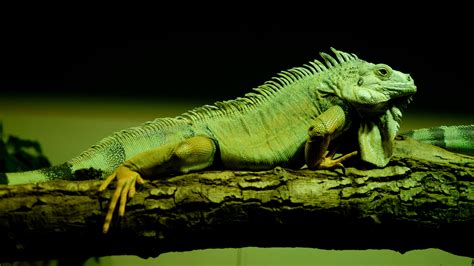 Download Wallpaper 2560x1440 Lizard Reptile Amphibian Scales Green
