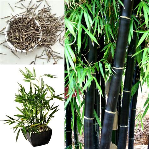 10x Black Bamboo Seeds Phyllostachys Nigra Exotic Plant Viable Seeds