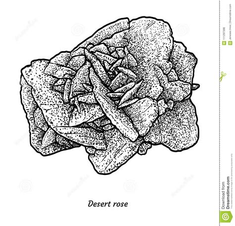 Desert Rose Illustration Drawing Engraving Ink Line Art Vector