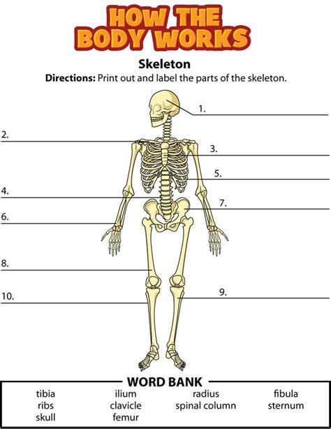 Activity Bones Skeletal System Activities Homeschool Worksheets