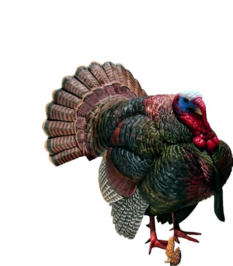 Turkey Bird Png Transparent Images Png All