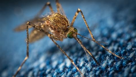 Reducing the risk of infection in people What is West Nile virus? - Vital Record