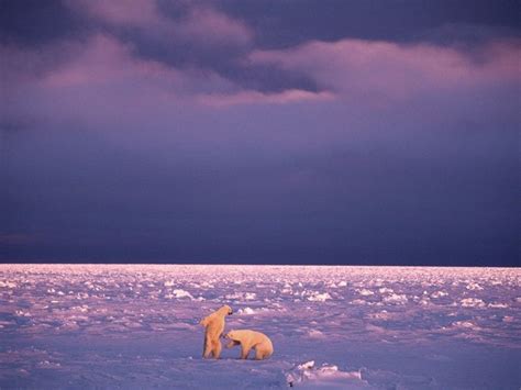 Polar Bears Pictures And Wallpapers Cini Clips