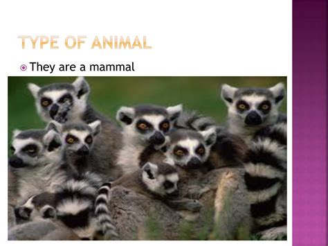 Ppt Ring Tailed Lemur Powerpoint Presentation Free Download Id2711754