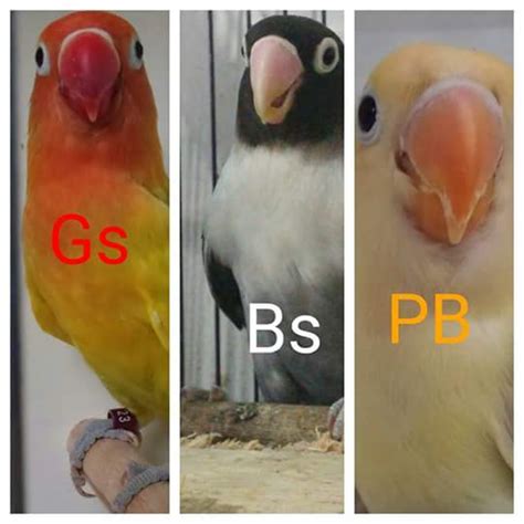 Mengenal Pembagian Jenis Burung Lovebird Kacamata Dan Perawatannya