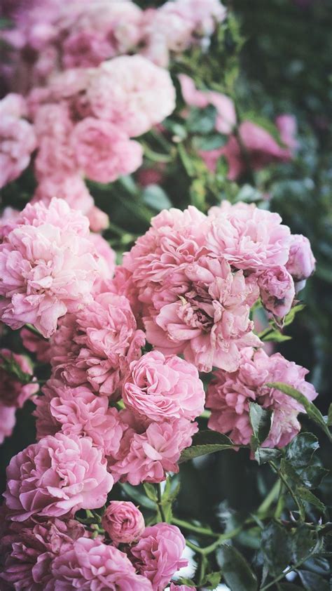 Check spelling or type a new query. 5 Cute Pink Peonies iPhone Wallpapers | Preppy Wallpapers ...