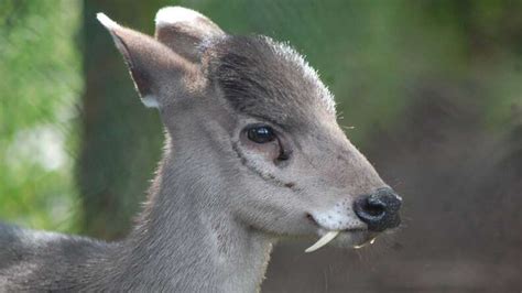 Vampire Deer Exist These Musk Deer With Fangs Are Terrifyingly Cute