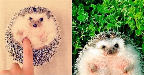 This Tiny Hedgehog Is So Freaking Adorable, We Literally Can't Handle ...