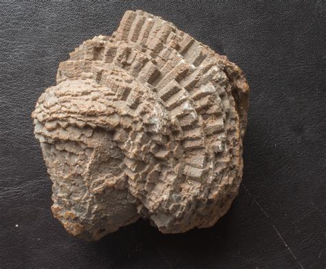 Favosites Fossil Coral Devon Hamar Laghdad Fossilsat