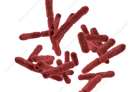 Bifidobacterium Bacteria Illustration Stock Image F0217321