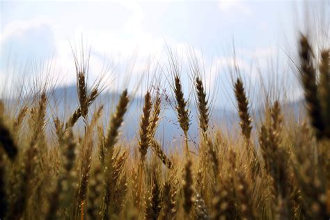Free Images Sky Field Wheat Prairie Sunlight Crop Agriculture