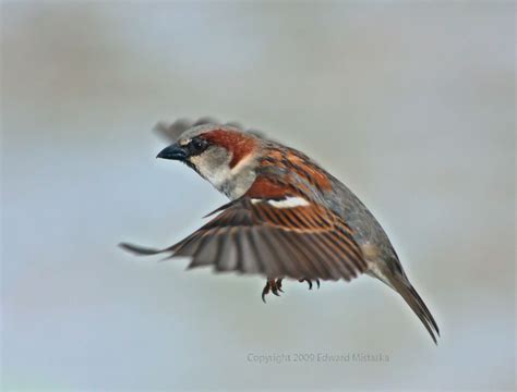 sparrow flying - Google Search | House sparrow, Sparrow art, Birds