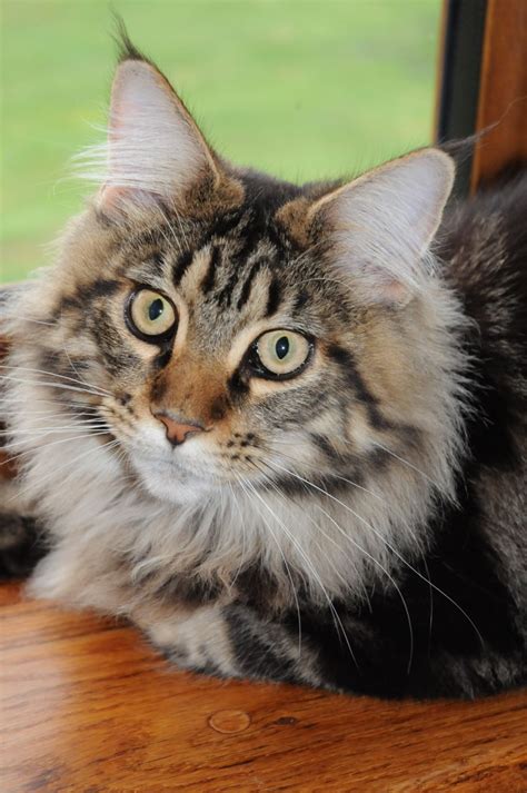 Adorable Brown Tabby Maine Coon For Sale York North Yorkshire