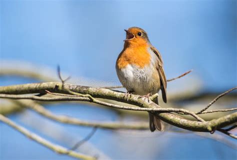 Robin Bird Chirping And Singing Stock Image Image Of Spring Robin