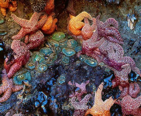 Pin By Julie May On Tide Pools Tide Pools Sea Creatures Science Nature