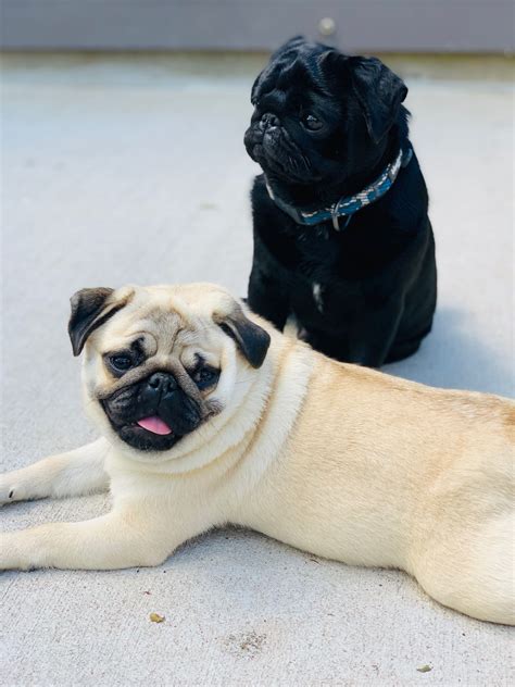 Black Or Fawn Doesnt Matter Pugs Are A Favorite Black Pug Puppies