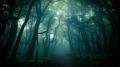 Forest Nature Path Around Trees And Fog 4k Hd Nature