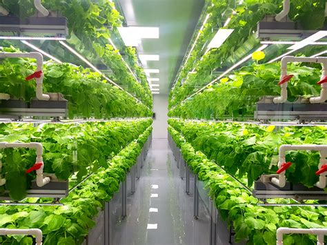 Why the Indoor Farming Movement Is Taking Off