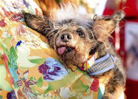 Worlds Ugliest Dog Contest See Photos Of The New Champ Scamp The