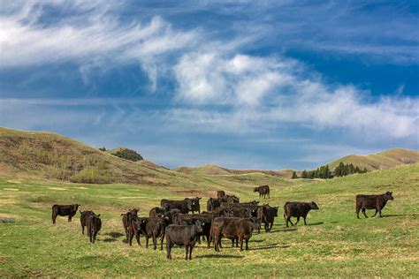 Agriculture Photography By Todd Klassy Photography Montana Blog 20