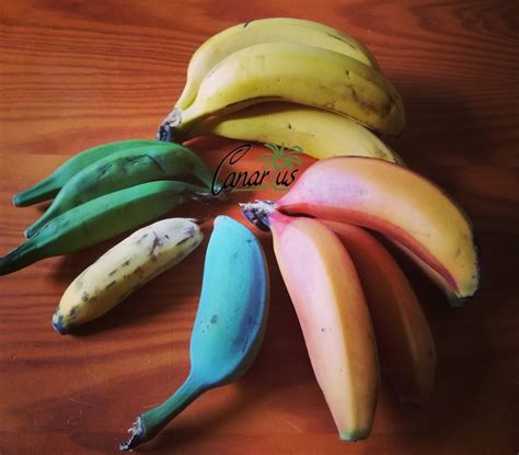 Blue Java Banana Plant For Sale Near Me Guessuniversal