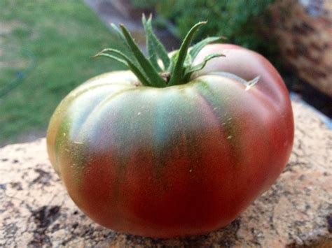 Black Russian Tomatoes From My Garden Tomato Vegetables Tasty