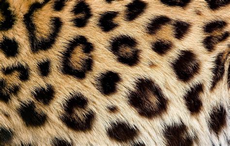 Wallpaper Texture Wool Spot Leopard Fur Images For Desktop Section