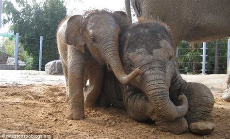 Baby Elephant The Best Animals