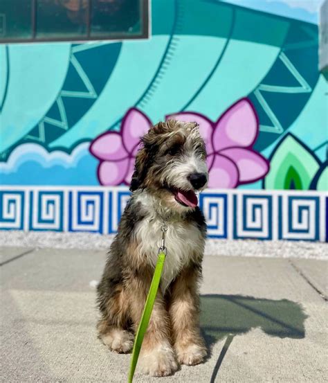 Grab your furry friends and meet... - Grandview Public Market